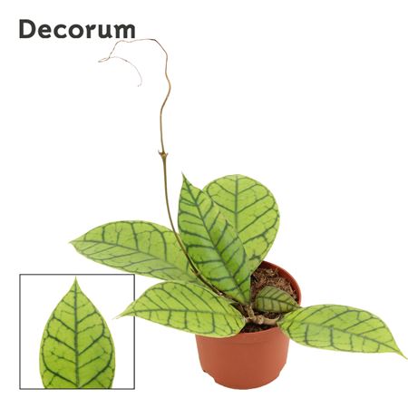 Hoya Callistophylla (decorum)