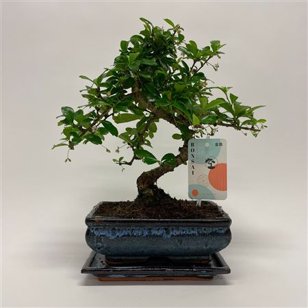Bonsai Carmona S-shape Traditional With Drip Tray