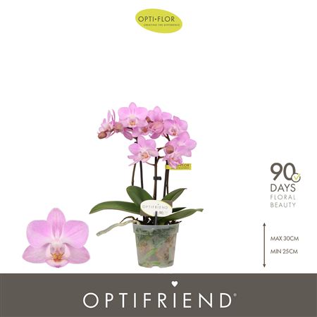 Phal 3st Optifriend Lieke (opti)