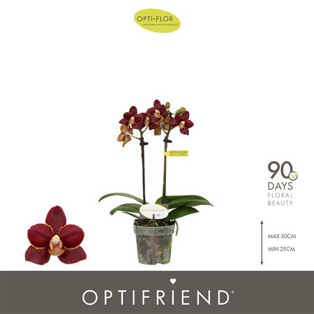 Phal 2st Optifriend Esmee 10+ (opti)