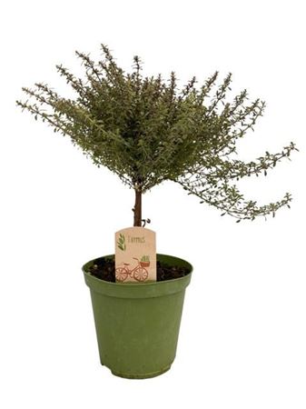 Thymus Silver Queen On Stem