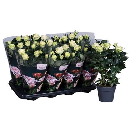 Rosa Patio Honora