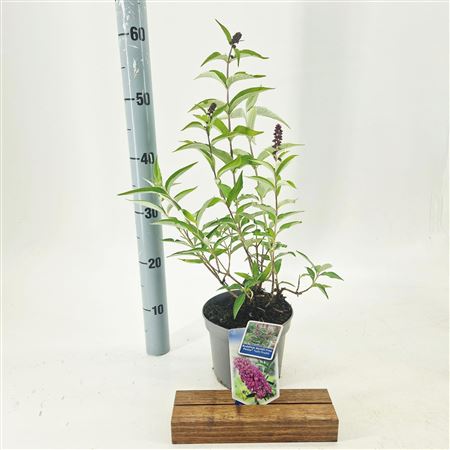 Buddleja Dav Free Petite Tutti Frutti