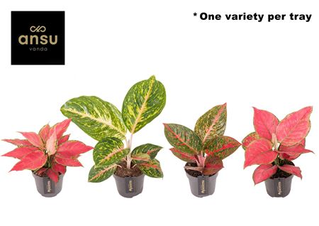 Aglaonema Red Surprise Tray