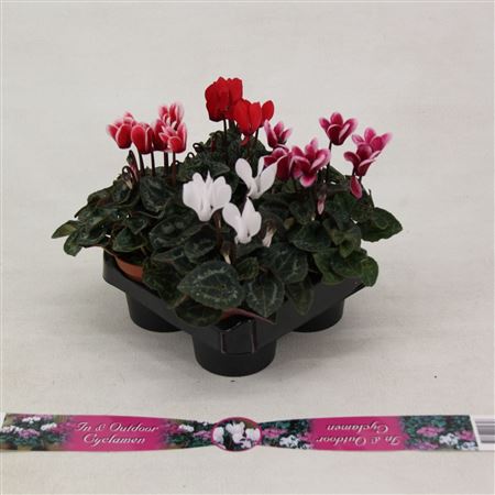 Cyclamen Verano Mix 4-pack
