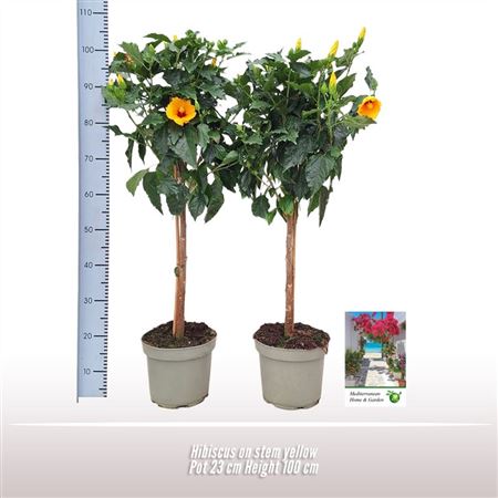 Hibiscus Yellow On Stem