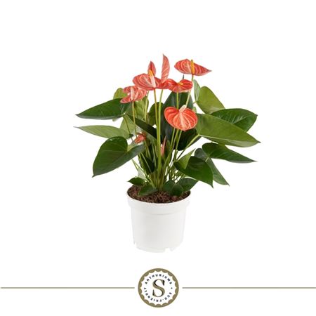 Anth An Livium Orange 5+ (stolk)