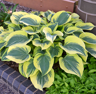 Хоста Либерти