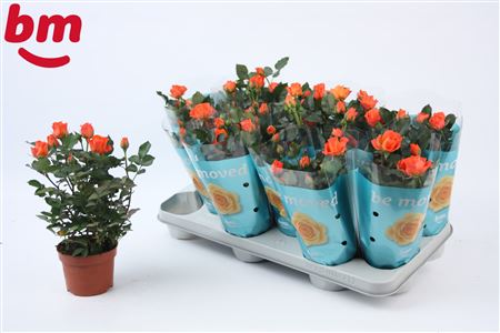 Rosa Orange Jewel (bm)