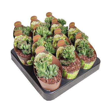 Euphorbia Lactea Crestata Green Potcover