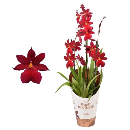 Cambria 3st Nelly Isler