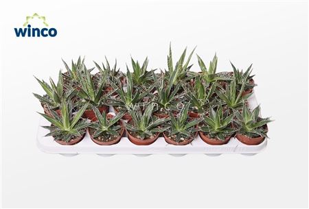 Agave Filifera