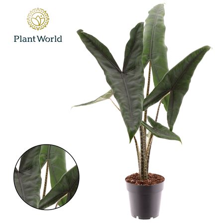 Alocasia Tigrina Superba (decorum)