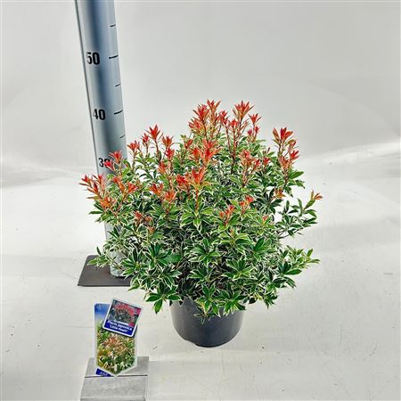 Pieris Jap Little Heath