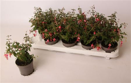 Fuchsia Lady Thumb