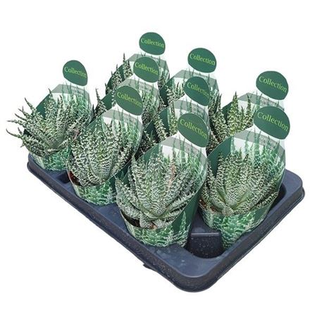 Aloe Humilis X Erinacea Potcover