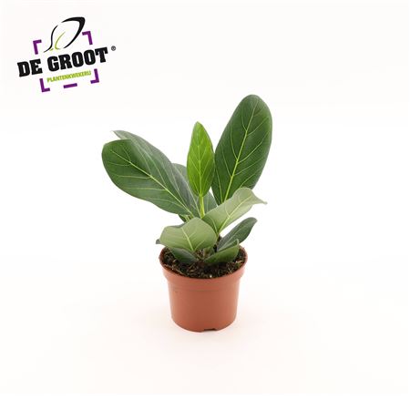 Ficus Ben Audrey