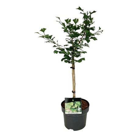 Ginkgo Biloba Little Emperor On Stem