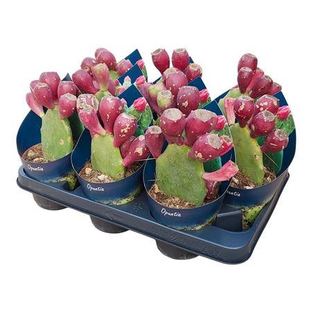 Opuntia Vulgaris Potcover