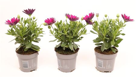 Osteospermum Purple