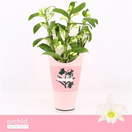 Dendr Nob 3st Apollon Compact Orchid