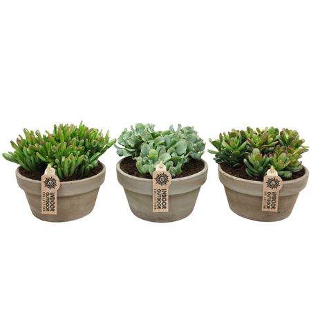 Crassula Grey Bowl