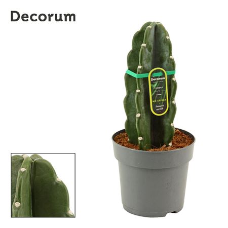Cuddly Cactus (cereus Jamacaru) (decorum)