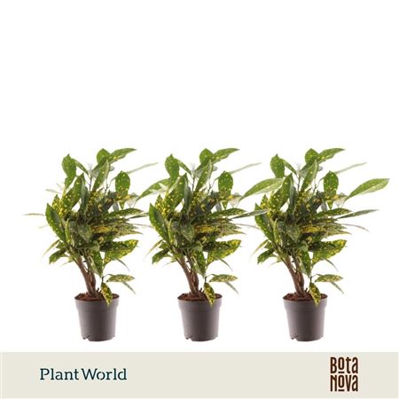 Codiaeum Gold Dust On Stem( Decorum)