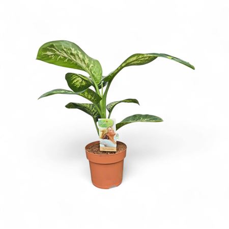 Dieffenbachia Tropic Snow