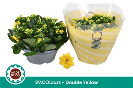 Kal Ros Yellow In Bowl Sv.colour