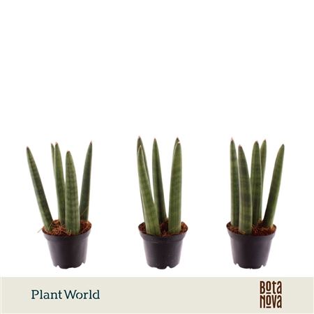 Sansevieria Spaghetti (decorum)