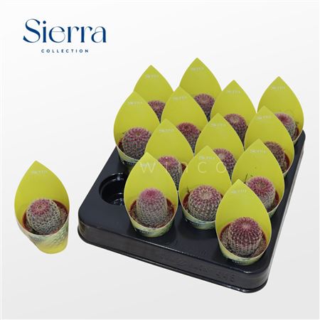 Echinocereus Rubrispinus (sierra)