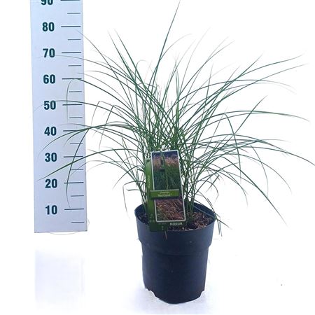 Miscanthus Sin Red Cloud