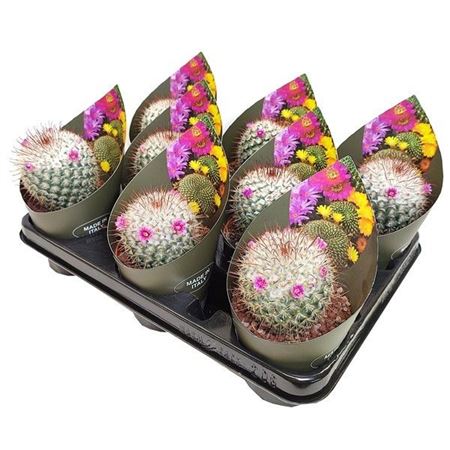 Mammillaria Bombycina With Potcover (