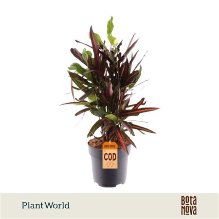 Croton Mammi Branched