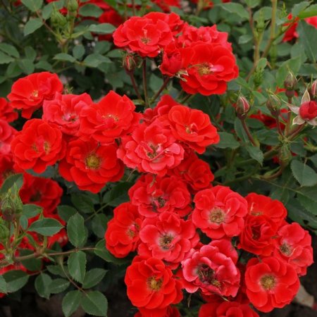 Роза почвопокровная Зе Меджикал Кавер в тубе