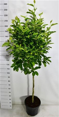 Magnolia Soulangeana On Stem