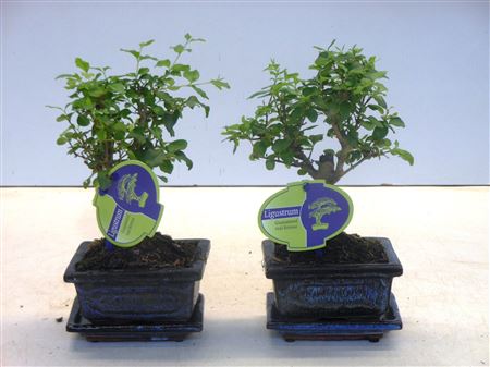 Bonsai Ligustrum Sinensis Broom With Drip Tray