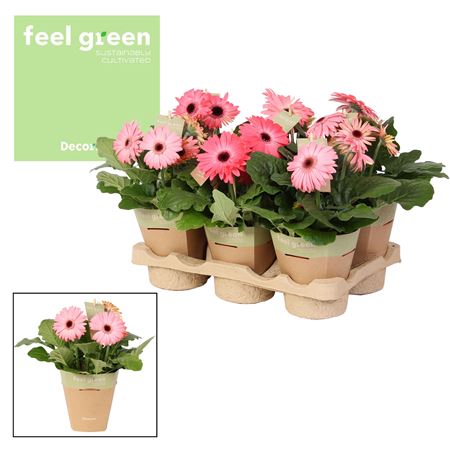 Gerbera Pink 2+ Feel Green