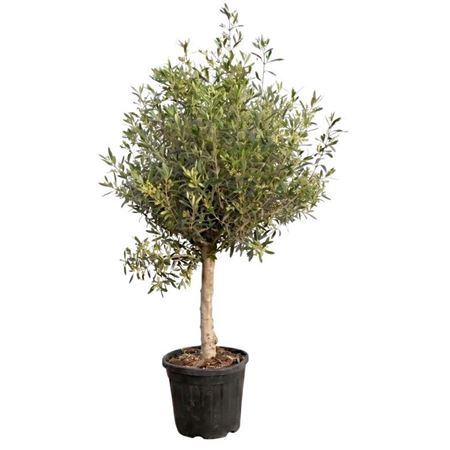 Olea Europaea Lorc On Stem