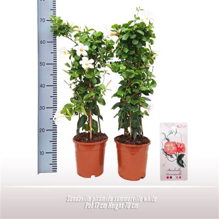 Mandevilla Red Pyramid