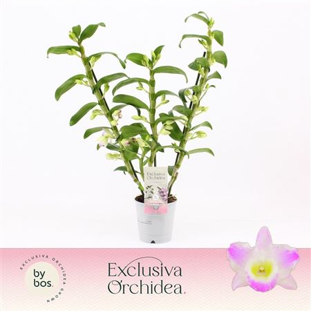 Dendr Nob 3st Pandora Exclusiva Orchidea