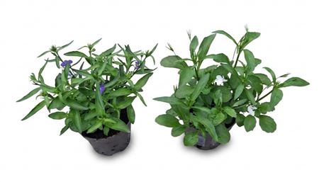 Lobelia Mix