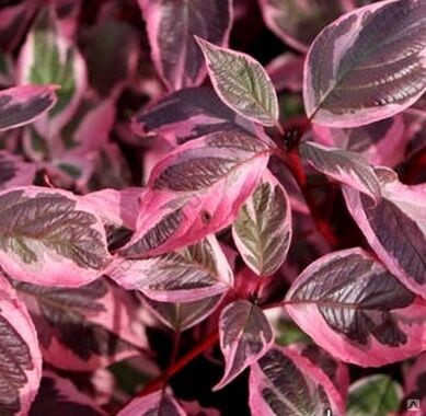 Дерен белый Миракл