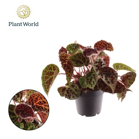 Begonia Rex Ferox