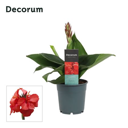Canna Red Shades (decorum)