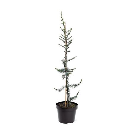 Cedrus Libani Glauca