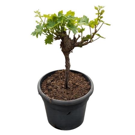 Vitis Vinifera