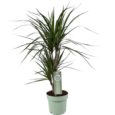 Drac Marginata 30-15 Morelips