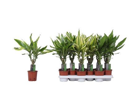 Drac 3 Color Mix 15cm Stem